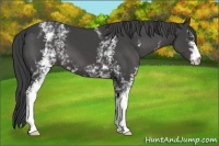 Horse Color:White Spotted Smoky Black