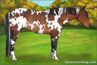 Horse Color:White Spotted Bay Rabicano