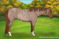 Horse Color:Red Roan Rabicano 