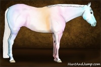 Horse Color:Silver Smoky Grullo Sabino Appaloosa 