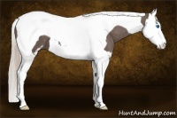 Horse Color:Silver Black Sabino Splash Tobiano