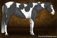 Horse Color:Smoky Black Splash Tobiano