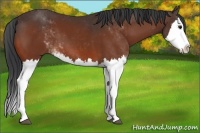 Horse Color:Bay Sabino Splash 