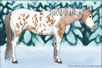 Horse Color:Bay Splash Tobiano Appaloosa 