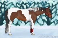 Horse Color:Bay Tobiano 