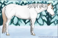 Horse Color:Gold Champagne Splash Tobiano 