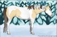 Horse Color:Amber Cream Champagne Dun Sabino Splash Tobiano Rabicano