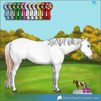 Horse Color:Brown Dun Appaloosa 