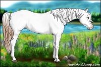 Horse Color:Chestnut Appaloosa 