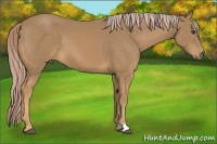 Horse Color:Palomino