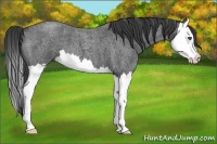 Horse Color:Blue Roan Splash 