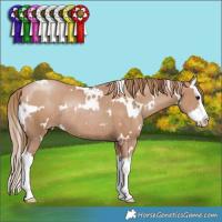 Horse Color:White Spotted Black Pearl Splash Rabicano 