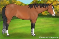 Horse Color:Bay Splash 