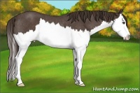 Horse Color:Liver Red Roan Splash Rabicano 