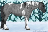Horse Color:Blue Roan Tobiano