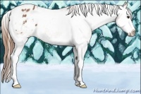 Horse Color:Chestnut Splash Appaloosa 