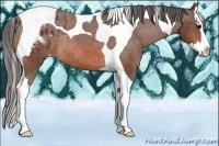 Horse Color:Bay Splash Tobiano Appaloosa Rabicano 