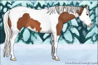 Horse Color:Silver Bay Splash Tobiano