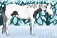 Horse Color:Black Splash Tobiano