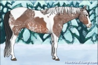 Horse Color:Bay Ice Splash Tobiano Rabicano 