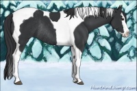 Horse Color:Black Splash Tobiano Rabicano 