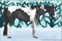 Horse Color:Black Splash Tobiano Rabicano