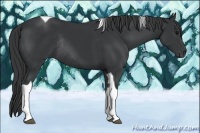 Horse Color:Black Tobiano Rabicano 