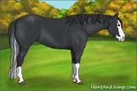 Horse Color:Black Sabino Splash