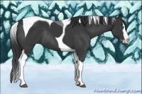 Horse Color:Black Splash Tobiano Rabicano 