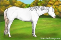 Horse Color:White Spotted Smoky Black Sabino Appaloosa 