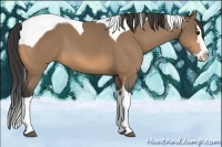 Horse Color:Buckskin Splash Tobiano 