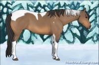 Horse Color:Buckskin Tobiano