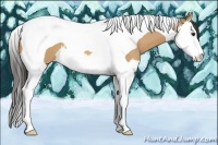 Horse Color:Buckskin Splash Tobiano 