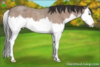 Horse Color:Buckskin Roan Splash