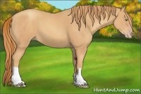 Horse Color:Gold Champagne