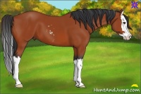 Horse Color:Bay Sabino Splash