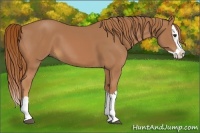 Horse Color:Chestnut Splash 