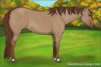 Horse Color:Red Dun Roan 