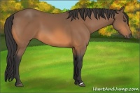 Horse Color:Buckskin 