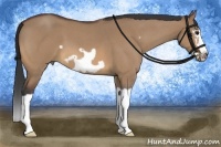 Horse Color:Bay Roan Dun Splash Frame
