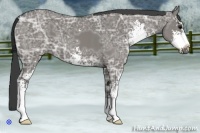 Horse Color:Grullo Ice Sabino