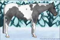 Horse Color:Black Tobiano Appaloosa 