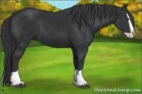 Horse Color:Black Splash