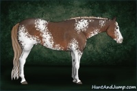 Horse Color:White Spotted Liver Chestnut Sabino Splash