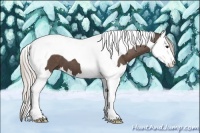 Horse Color:Silver Black Splash Tobiano 