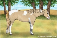Horse Color:Red Dun Sabino Splash Tobiano Rabicano