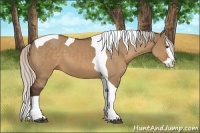 Horse Color:Silver Bay Dun Splash Tobiano 