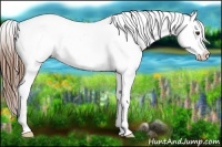 Horse Color:Chestnut Appaloosa 