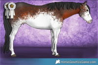 Horse Color:White Spotted Brown 