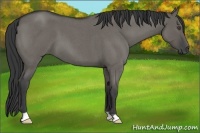 Horse Color:Grullo Roan 